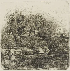 Arbres dans un pré
