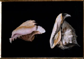 Deux coquillages (nature morte avec coquillages)