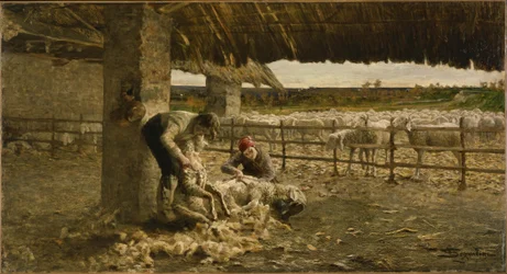 Tonte des moutons