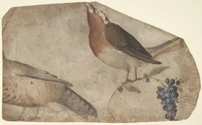 Oiseau mangeant des raisins recto, tigresse verso