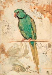 Perroquet vert et croquis de perroquets et de mante religieuse