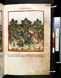 Theatrum sanitatis par Ububchasym de Baldach : 
