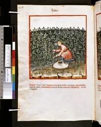 Theatrum sanitatis par Ububchasym de Baldach : 