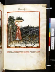 Theatrum sanitatis par Ububchasym de Baldach : 