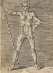 Homme écorché vu de face, tenant un bâton, vers 1531-76