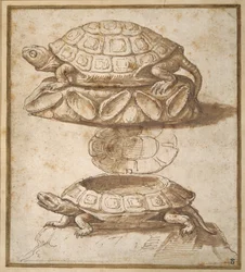 Conception pour une boîte à couvercle en forme de tortue, montrée ouverte et fermée