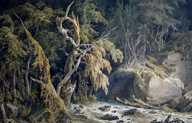 Paysage rocheux avec arbres déracinés