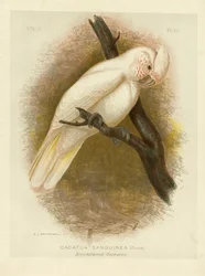 Cacatoès taché de sang