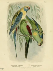 Perruche à joues bleues, 1891