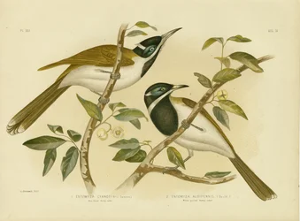 Méliphage à face bleue, 1891
