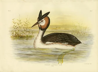 Grèbe huppé, 1891