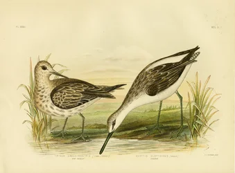 Grand Bécasseau, 1891