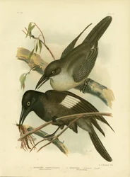 Pie-grièche grise, 1891