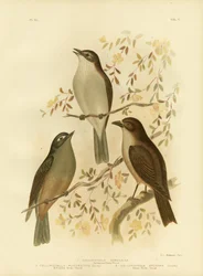 Grive harmonieuse ou grive grise, 1891