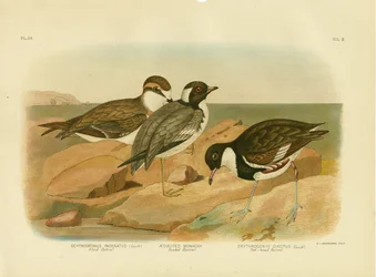 Pluvier masqué, 1891