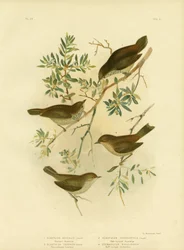 Mésange Épineuse de l