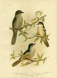 Jardines Campephaga ou Cicadabird commun, 1891
