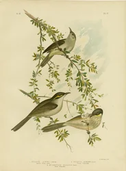 Méliphage de Lewin, 1891