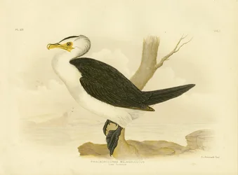 Petit cormoran, 1891