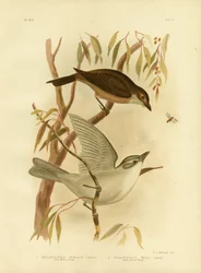 Petit grive-lyre, 1891