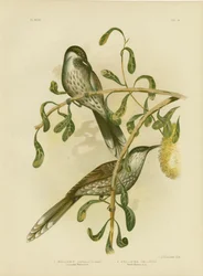 Petit Oiseau à Lunules, 1891