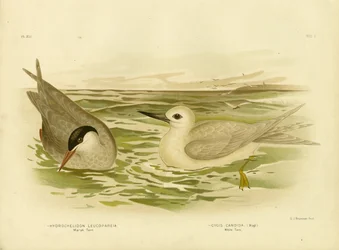 Sterne des marais, 1891