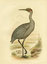 Compagnon natif ou Brolga, 1891