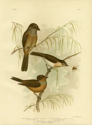 Siffleur olivâtre ou Siffleur olive, 1891