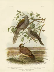 Colombe paisible, 1891