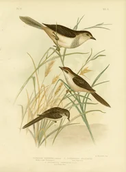 Cincloramphus teinté de roux ou Rufous Songlark, 1891