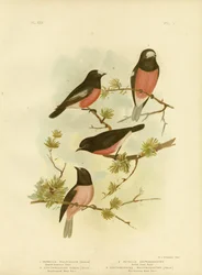 Rouge-gorge à poitrine écarlate ou Rouge-gorge du Pacifique, 1891