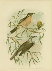 Méliphage à joues épineuses, 1891