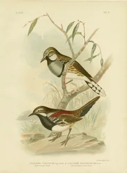 Grive tachetée, 1891