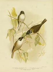 Méliphage à bec fort, 1891