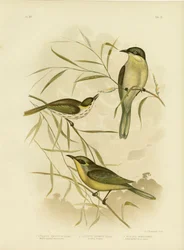 Méliphage à joues tachetées ou Méliphage à gorge pourpre, 1891