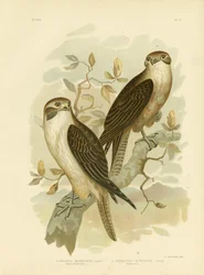 Faucon Brun Occidental, 1891