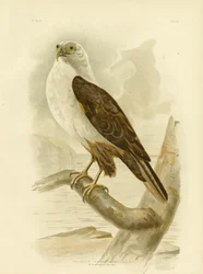 Aigle de mer à poitrine blanche, 1891