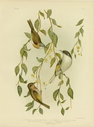 Méliphage à gorge blanche, 1891