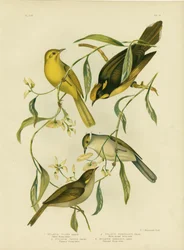 Méliphage jaune, 1891