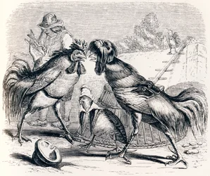La perdrix et les deux coqs - Fables de La Fontaine