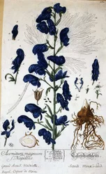 Grande aconite, capuche de moine (aconitum magnum) - dans « Fleurs Animées » de Grandville, n.d. 19e