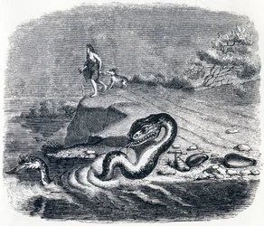 La tête et la queue du serpent - Fables de La Fontaine
