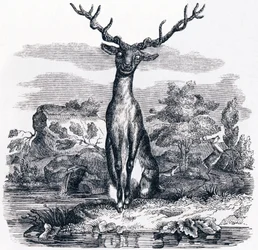 Le cerf se voyant dans l