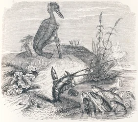 Les poissons et le cormoran - Fables de La Fontaine