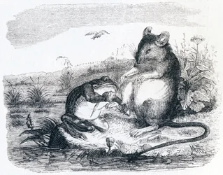 La grenouille et le rat - Fables de La Fontaine