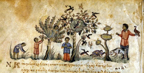 Chasse au faucon pour capturer des oiseaux - dans « De Venatione » par Oppianus, manuscrit grec du XIIIe siècle. Biblioteca Marciana. Venise