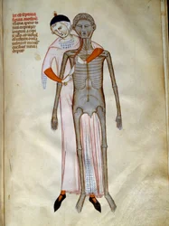 Chirurgie : dissection du thorax