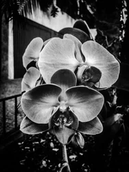Fleur nº 10, 2025 (photo)