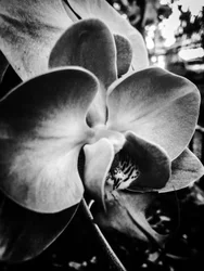 Fleur nº 11, 2025 (photo)