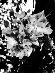 Fleur nº 13, 2025 (photo)